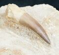 Large Plesiosaur Tooth In Matrix #7753-3